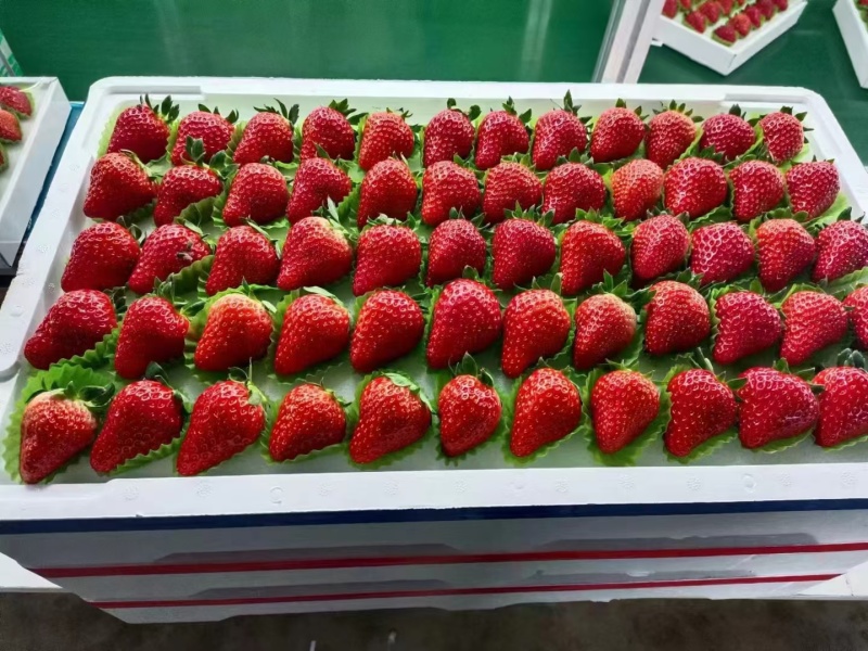 久久草莓大量上市，红颜久久草莓，口味纯正，入口软糯香甜