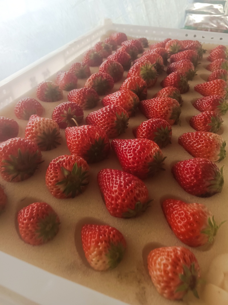 久久草莓大量上市，红颜久久草莓，口味纯正，入口软糯香甜