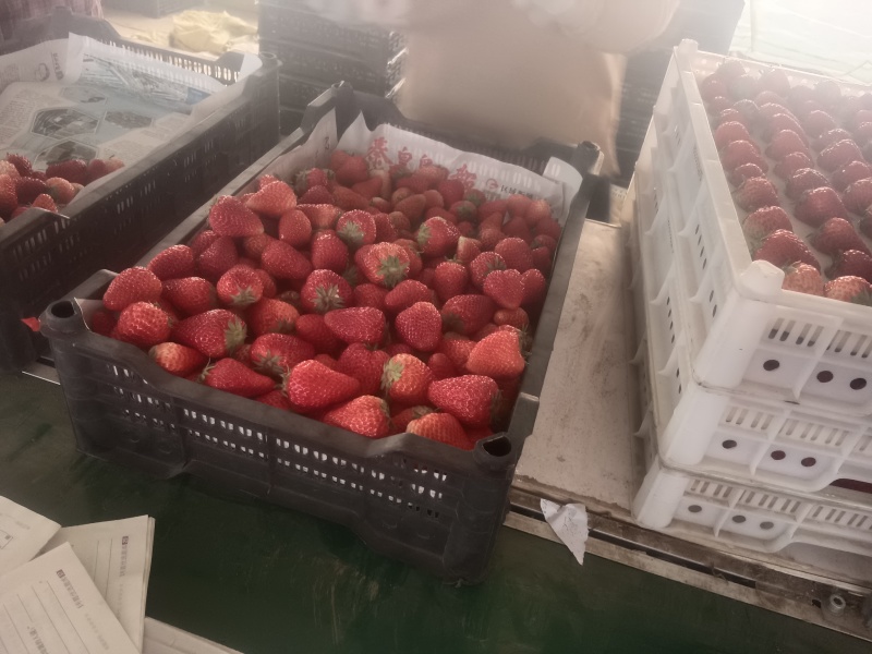 久久草莓大量上市，红颜久久草莓，口味纯正，入口软糯香甜