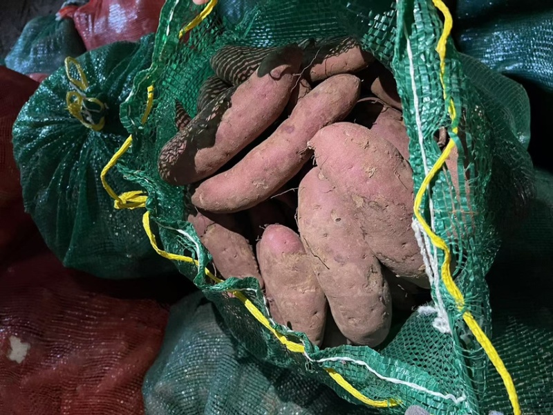 红薯精品红薯西瓜红平顶山正宗山地红薯下窖精品5