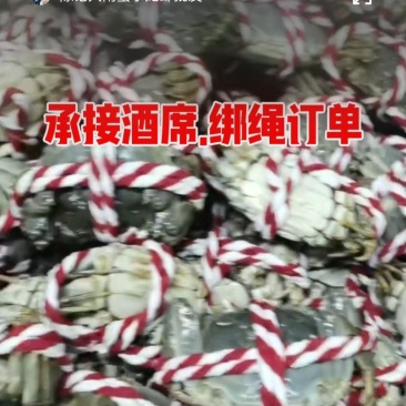 大闸蟹承接酒席绑绳围餐订单，广州黄沙市场发货，质量保证。