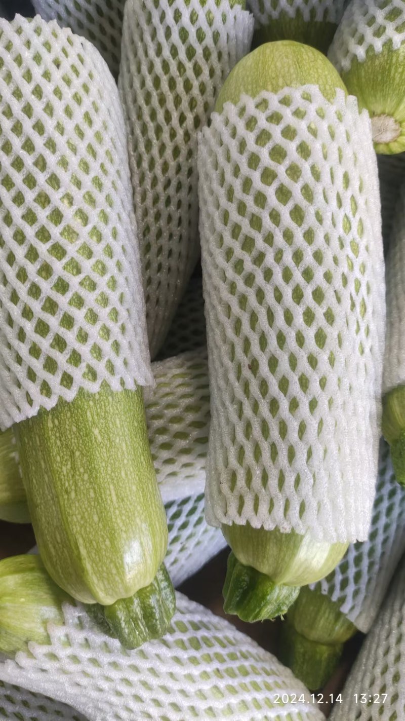 大棚西葫芦