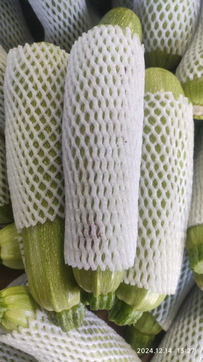 大棚西葫芦
