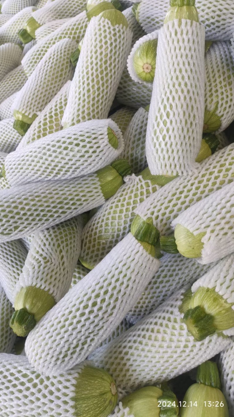 大棚西葫芦