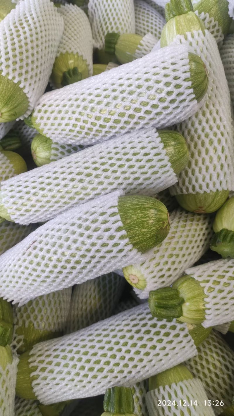 大棚西葫芦