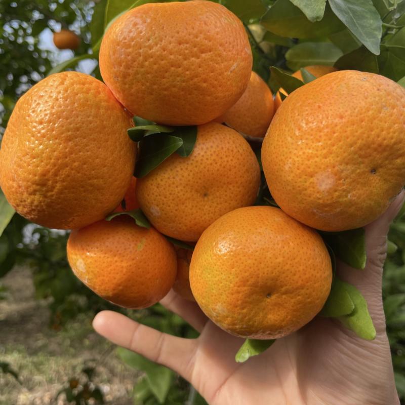 广西桂林恭城砂糖橘大量有货…莫科特..爱媛