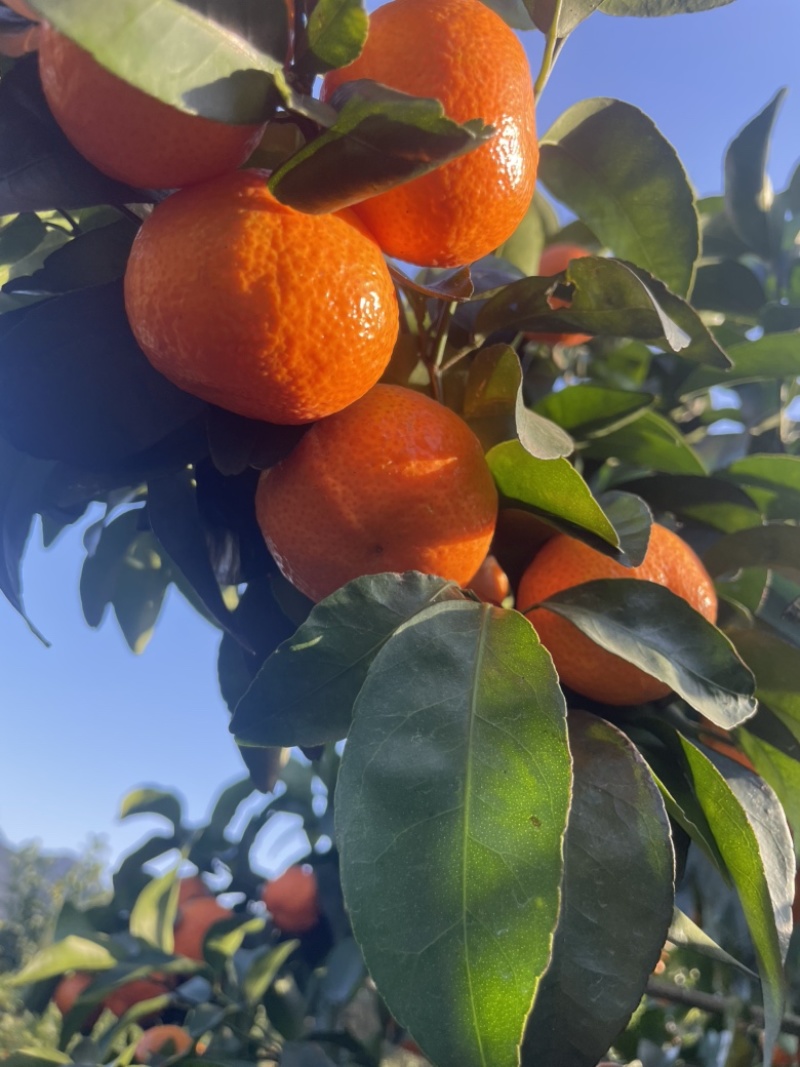 广西桂林恭城砂糖橘大量有货…莫科特..爱媛