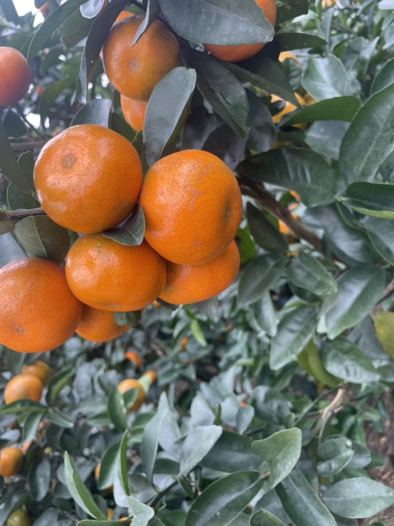 桂林恭城默科特