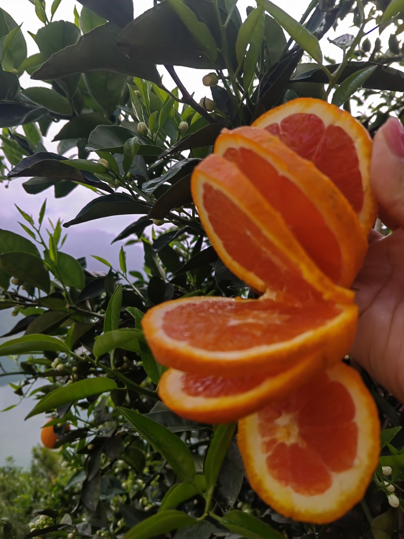 秭归中华红血橙果肉鲜红脆甜多汁对接电商批发商超出口