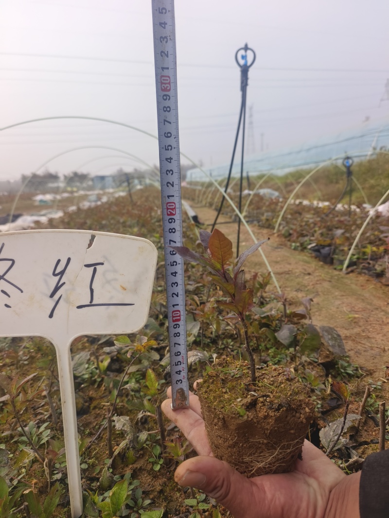 北美冬青小苗