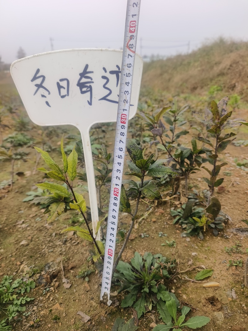 北美冬青小苗