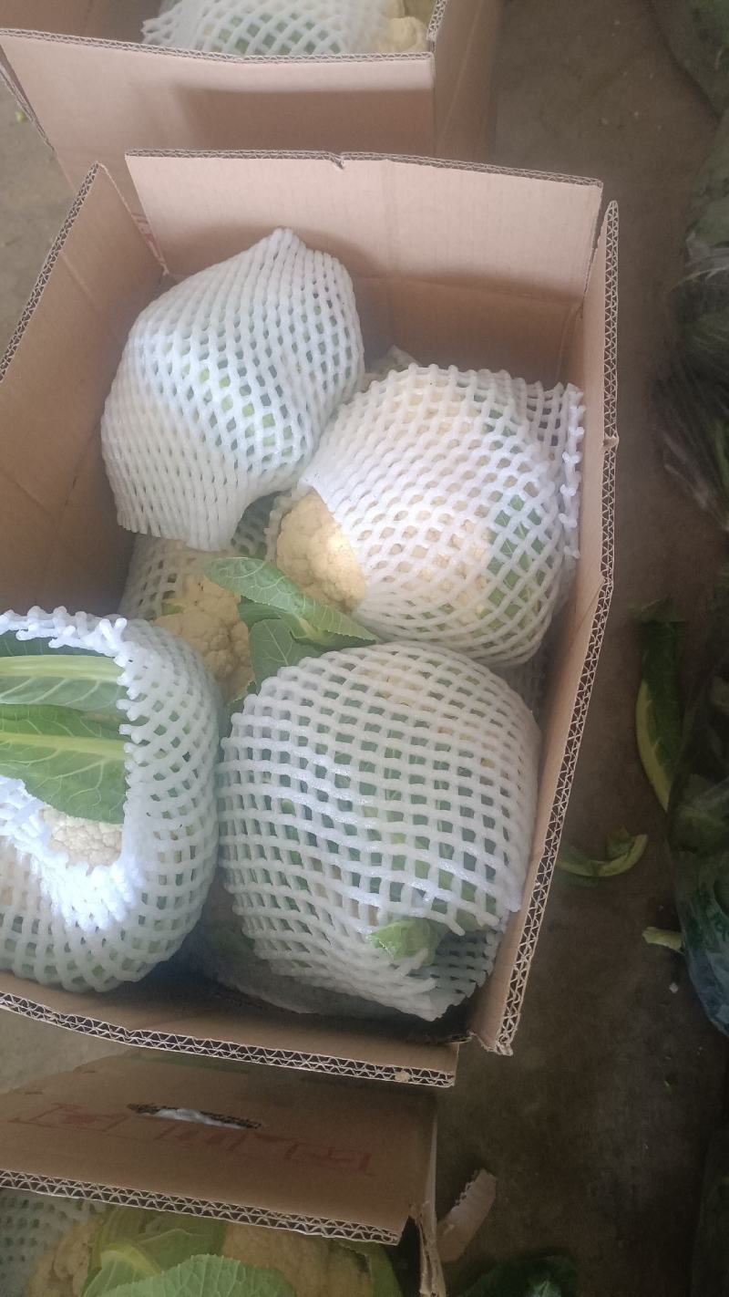 小白实花，直供市场和加工厂，全国发货，量大从优。