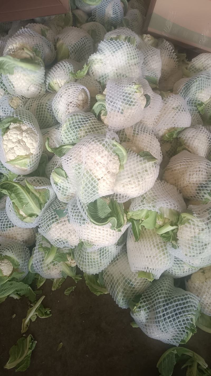 小白实花，直供市场和加工厂，全国发货，量大从优。