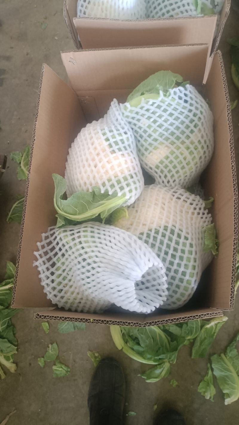 小白实花，直供市场和加工厂，全国发货，量大从优。