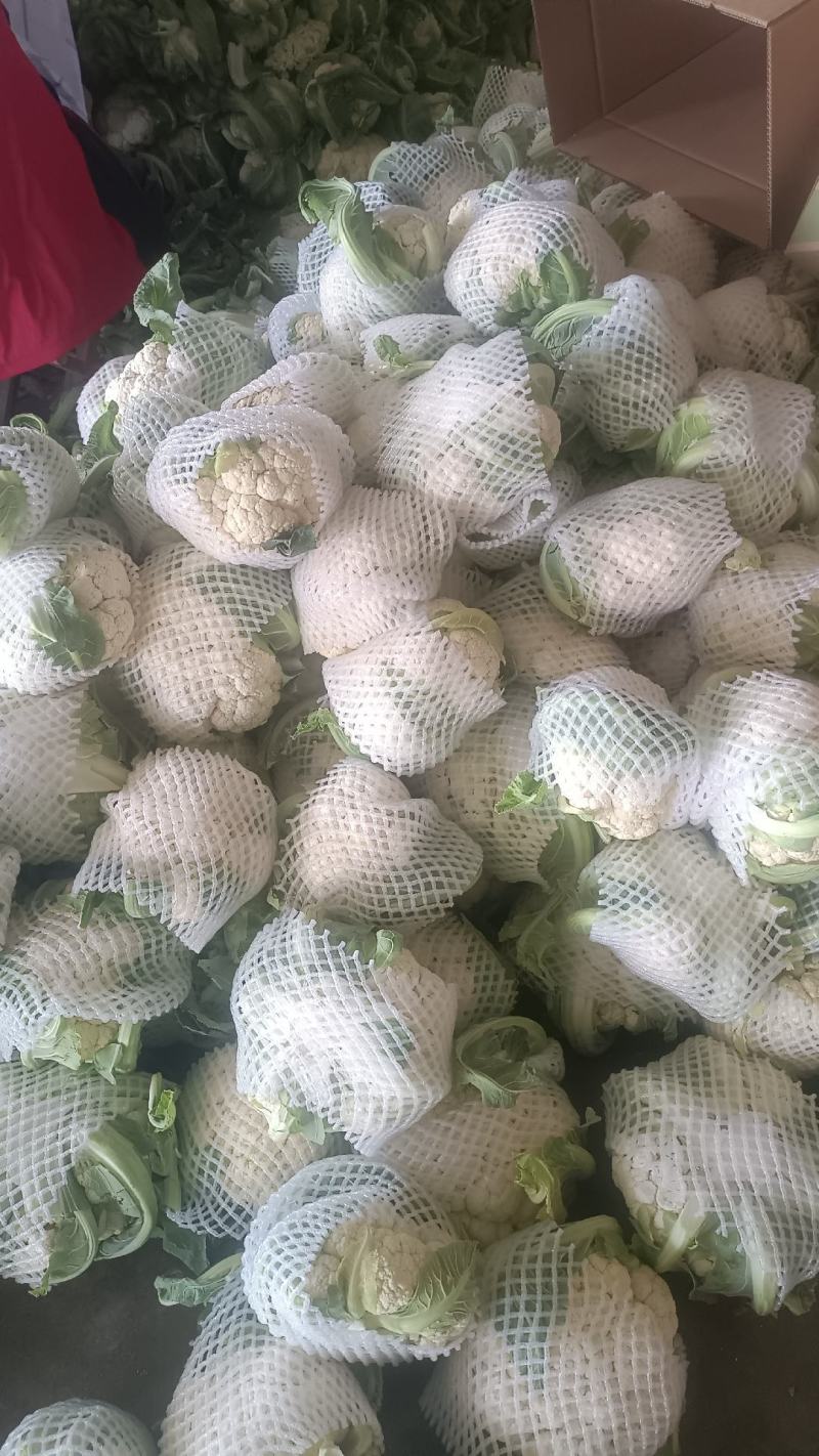 小白实花，直供市场和加工厂，全国发货，量大从优。