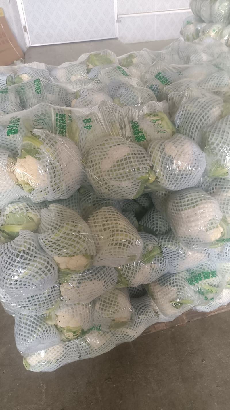小白实花，直供市场和加工厂，全国发货，量大从优。