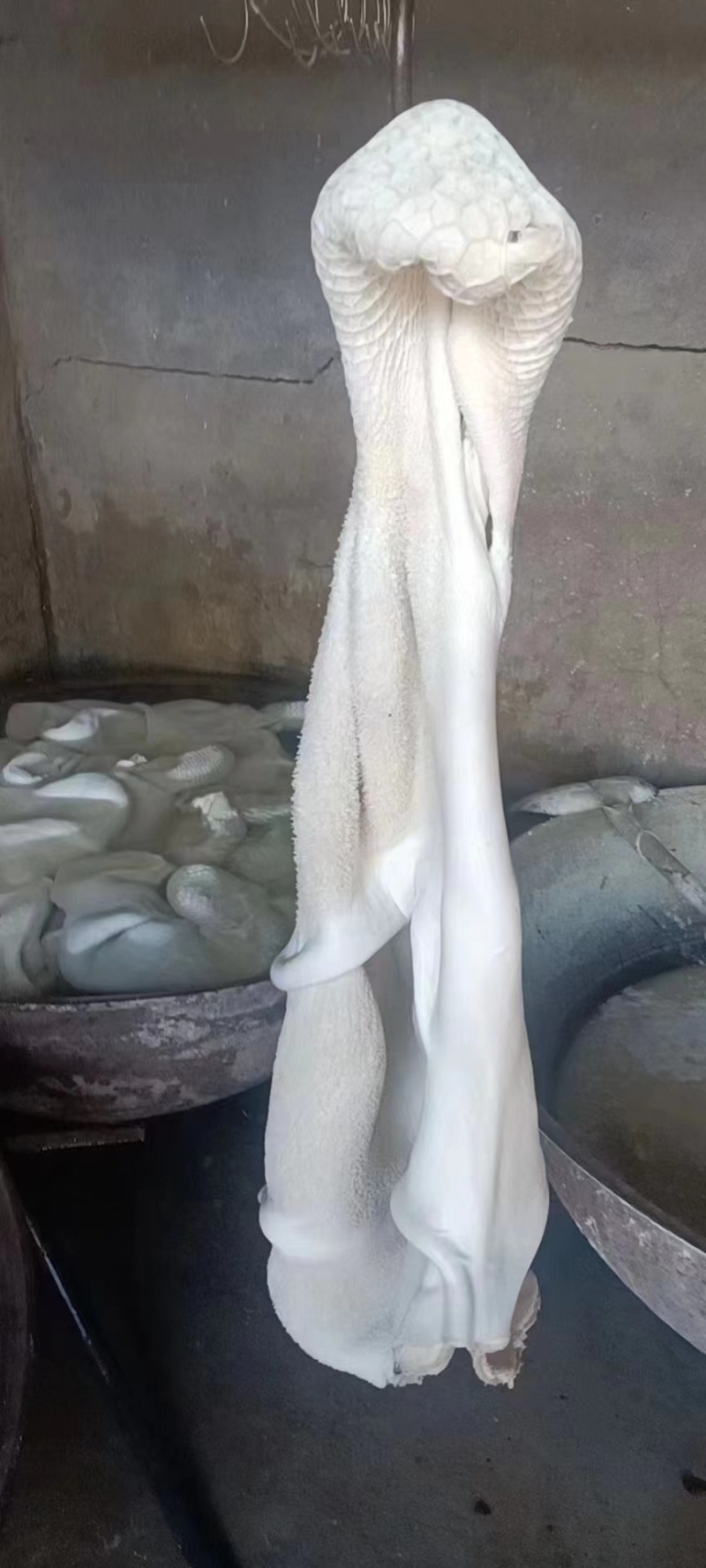 一手货源，生牛肚，纯干，精修，保证质量，欢迎咨询