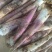 雷竹笋