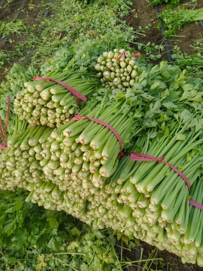 口感嘎嘎脆的芹菜大量上市，现在可以联系了，细颗，五指芹