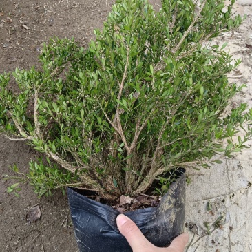 广东雀舌皱皮黄杨