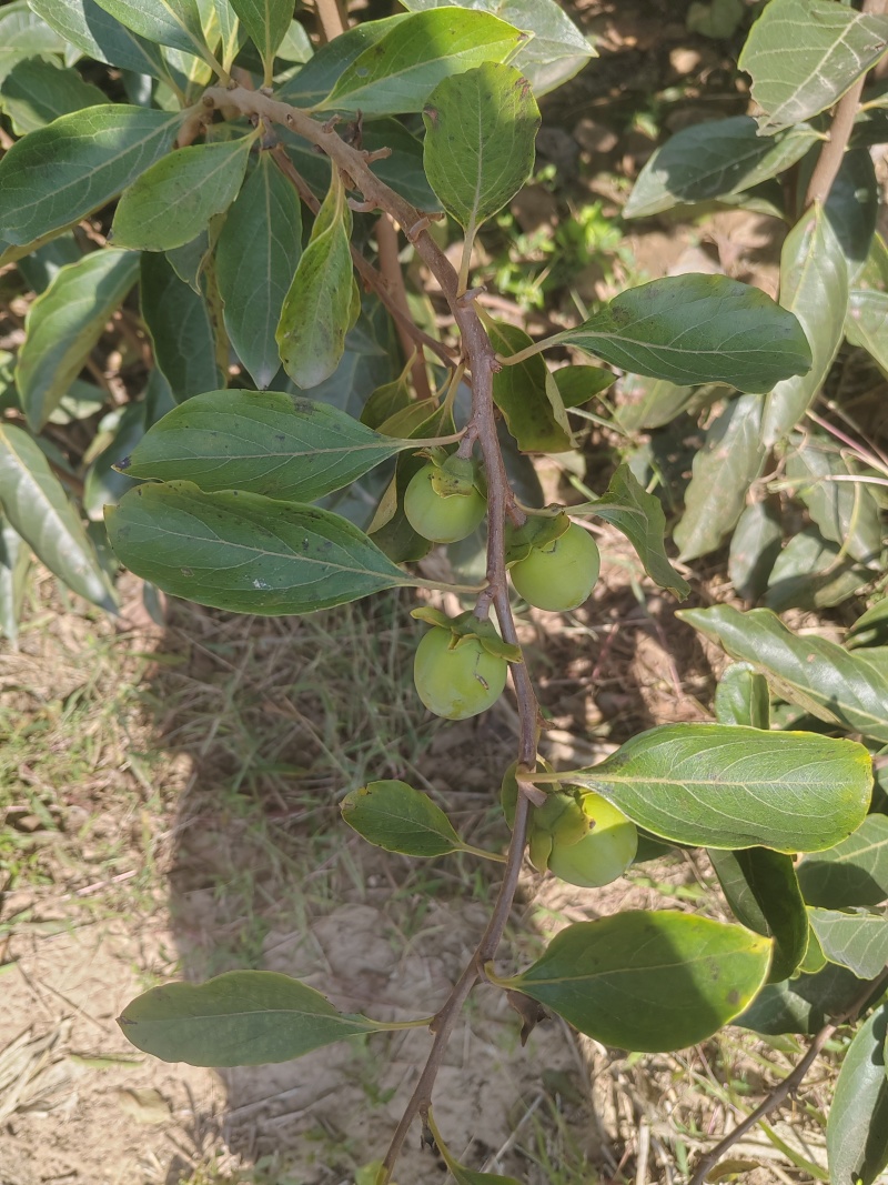 小火罐柿子树苗包邮