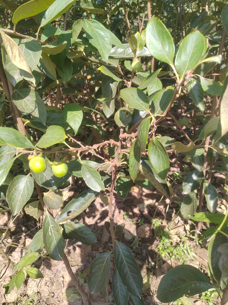 小火罐柿子树苗包邮