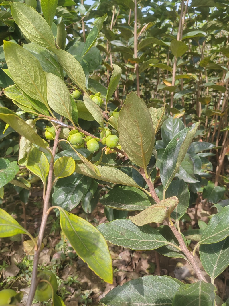 小火罐柿子树苗包邮