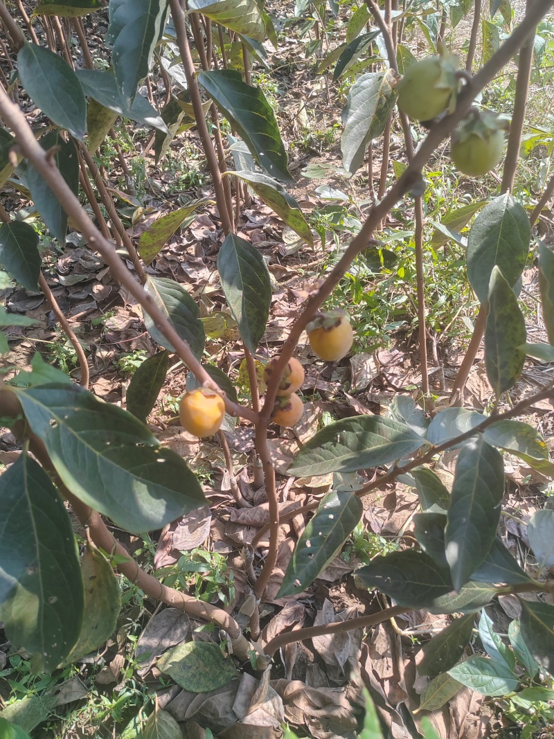 小火罐柿子树苗包邮