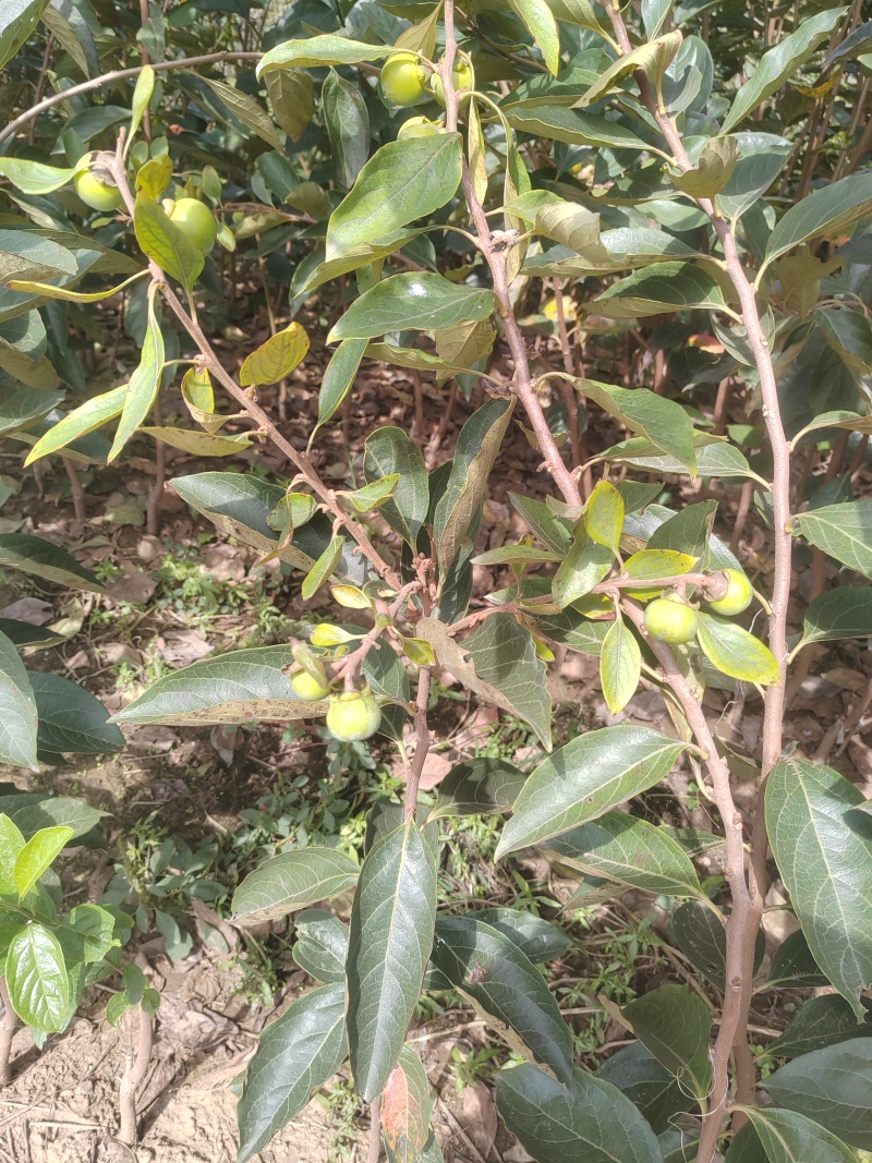 小火罐柿子树苗包邮