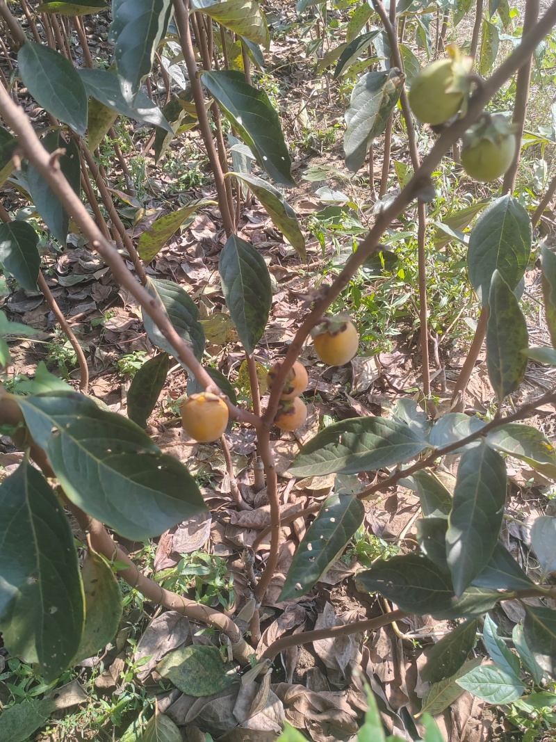 小火罐柿子树苗包邮