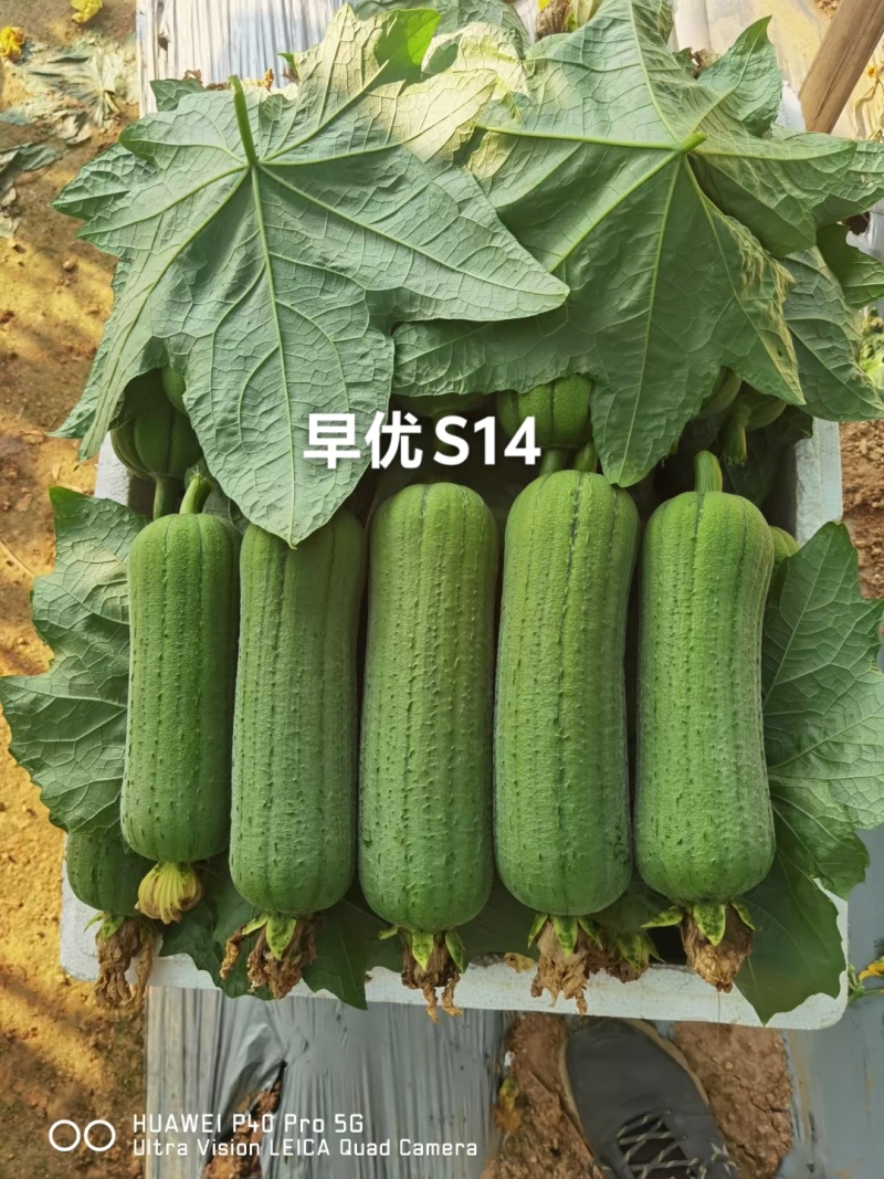 龙禧丝瓜种子早优s14丝瓜种子早熟丝瓜种籽短棒肉丝瓜种子