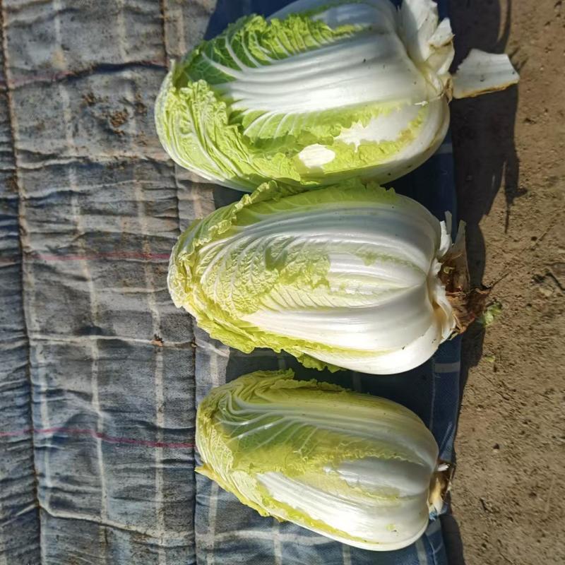 出售娃娃菜80万斤，价格便宜，质量保证，欢迎全国各地客商