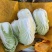 出售娃娃菜80万斤，价格便宜，质量保证，欢迎全国各地客商