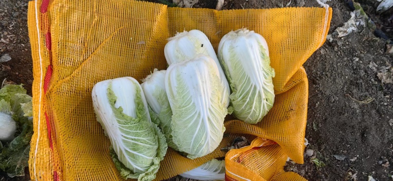出售娃娃菜80万斤，价格便宜，质量保证，欢迎全国各地客商