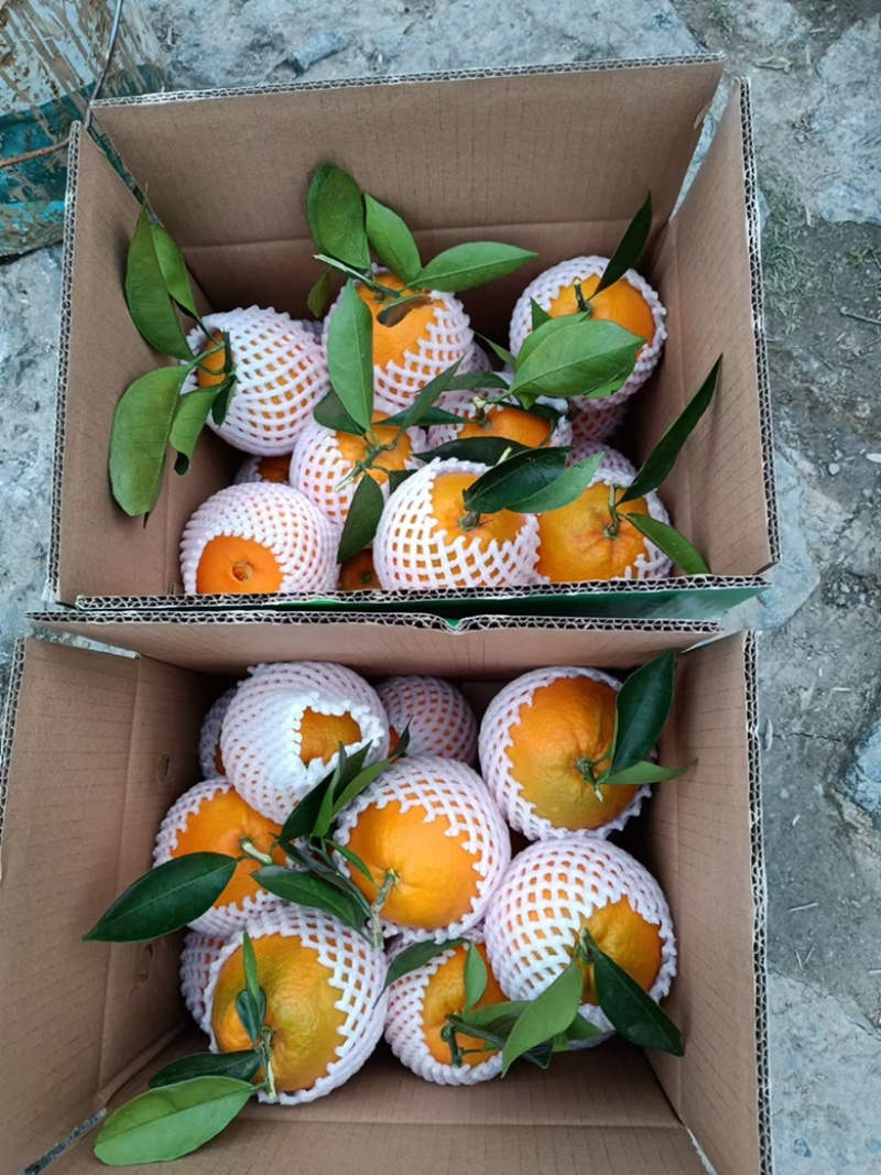 自家果园，自然成熟纽荷尔脐橙