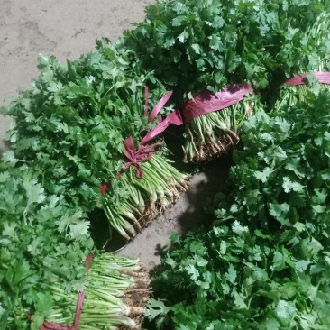 河南香菜，精品铁杆青香菜，视频看货，线上保障交易