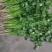 河南香菜，精品铁杆青香菜，视频看货，线上保障交易