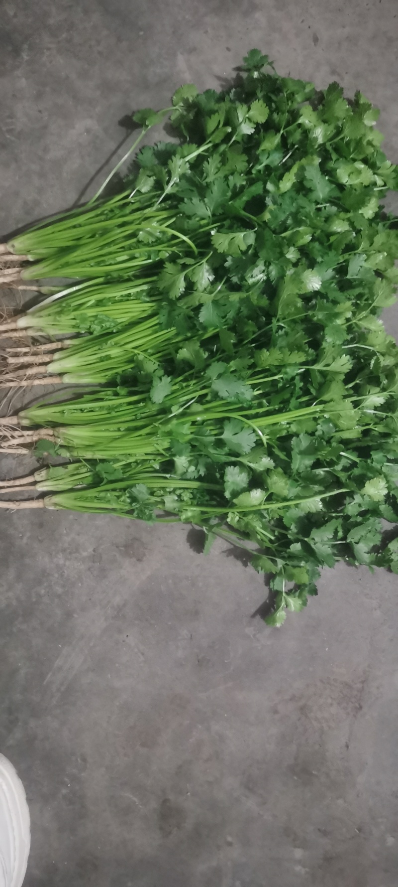 河南香菜，精品铁杆青香菜，视频看货，线上保障交易