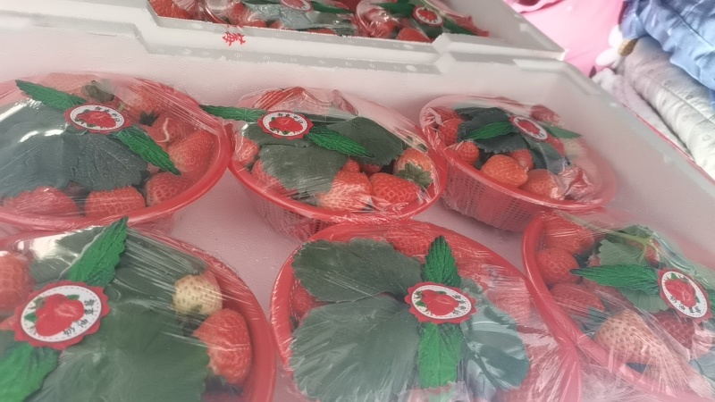 中牟县宁玉草莓，天仙醉草莓，质量保证，支持售后服务，