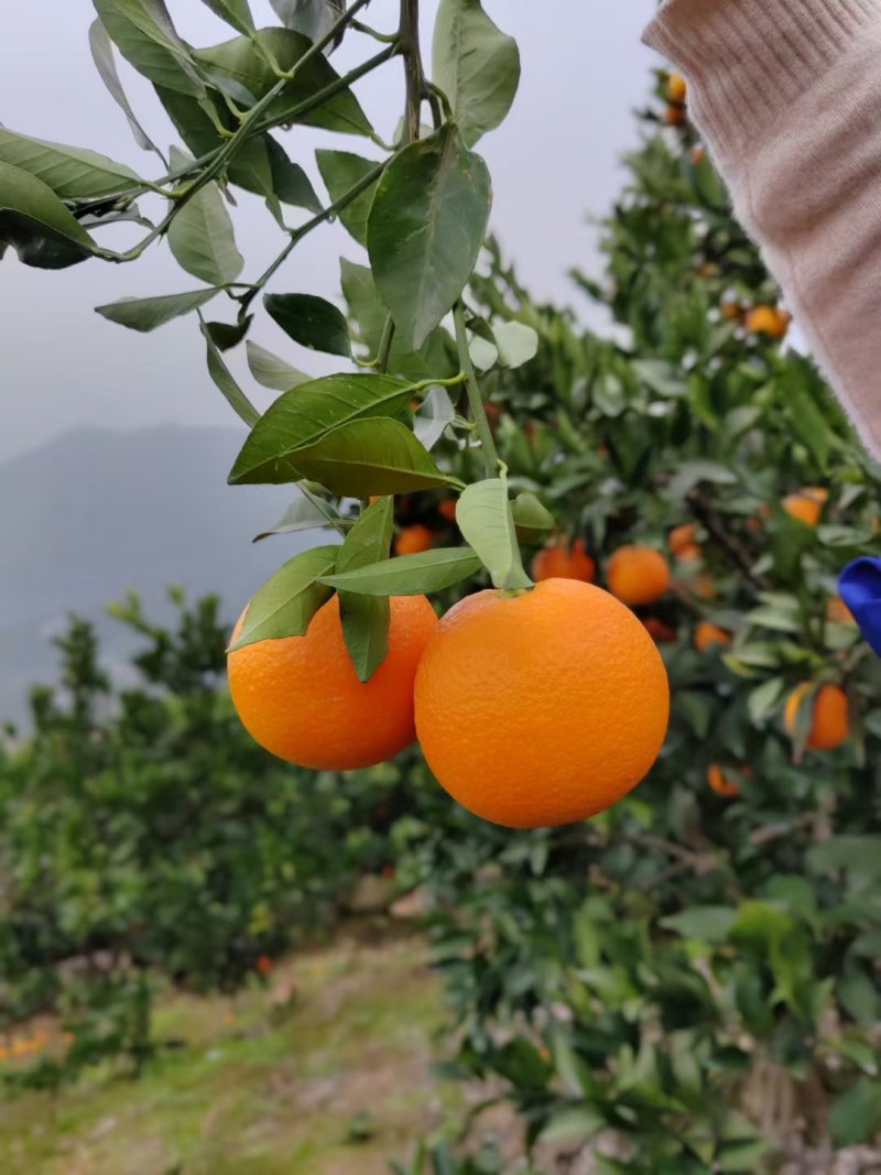 秭归脐橙果园直供，支持电商发货一件代发，价格优惠