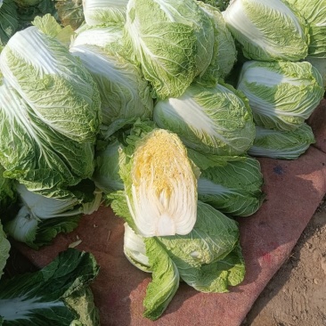 黄心包头大白菜质优价廉，量大优惠