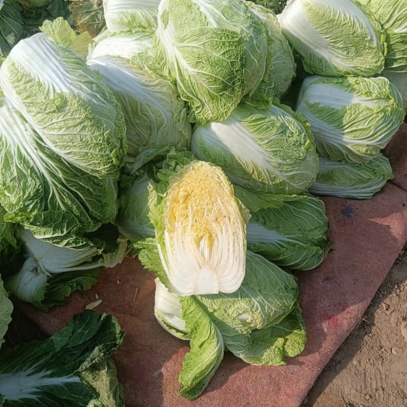 黄心包头大白菜质优价廉，量大优惠