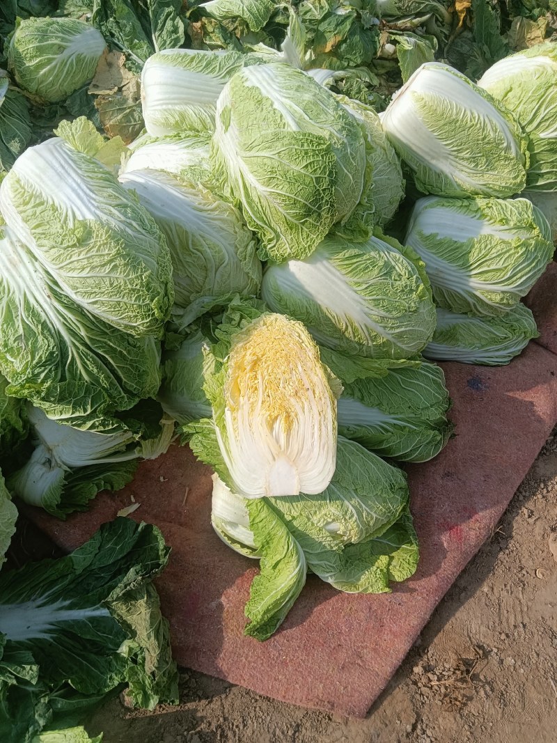 黄心包头大白菜质优价廉，量大优惠