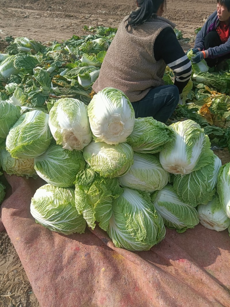 黄心包头大白菜质优价廉，量大优惠