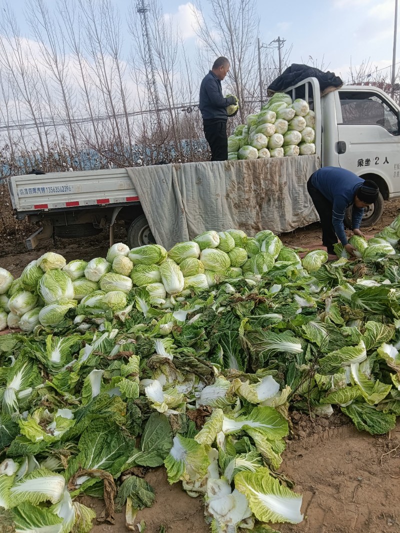 黄心包头大白菜质优价廉，量大优惠