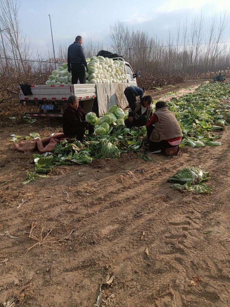 黄心包头大白菜质优价廉，量大优惠