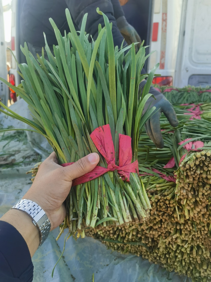 本地精品韭菜上市了，欢迎新老客户前来订购