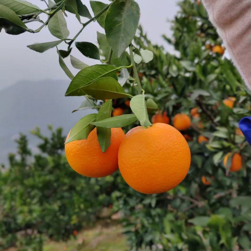 秭归脐橙纽荷尔脐橙批发,果园直供,直接园区装车,免代办费