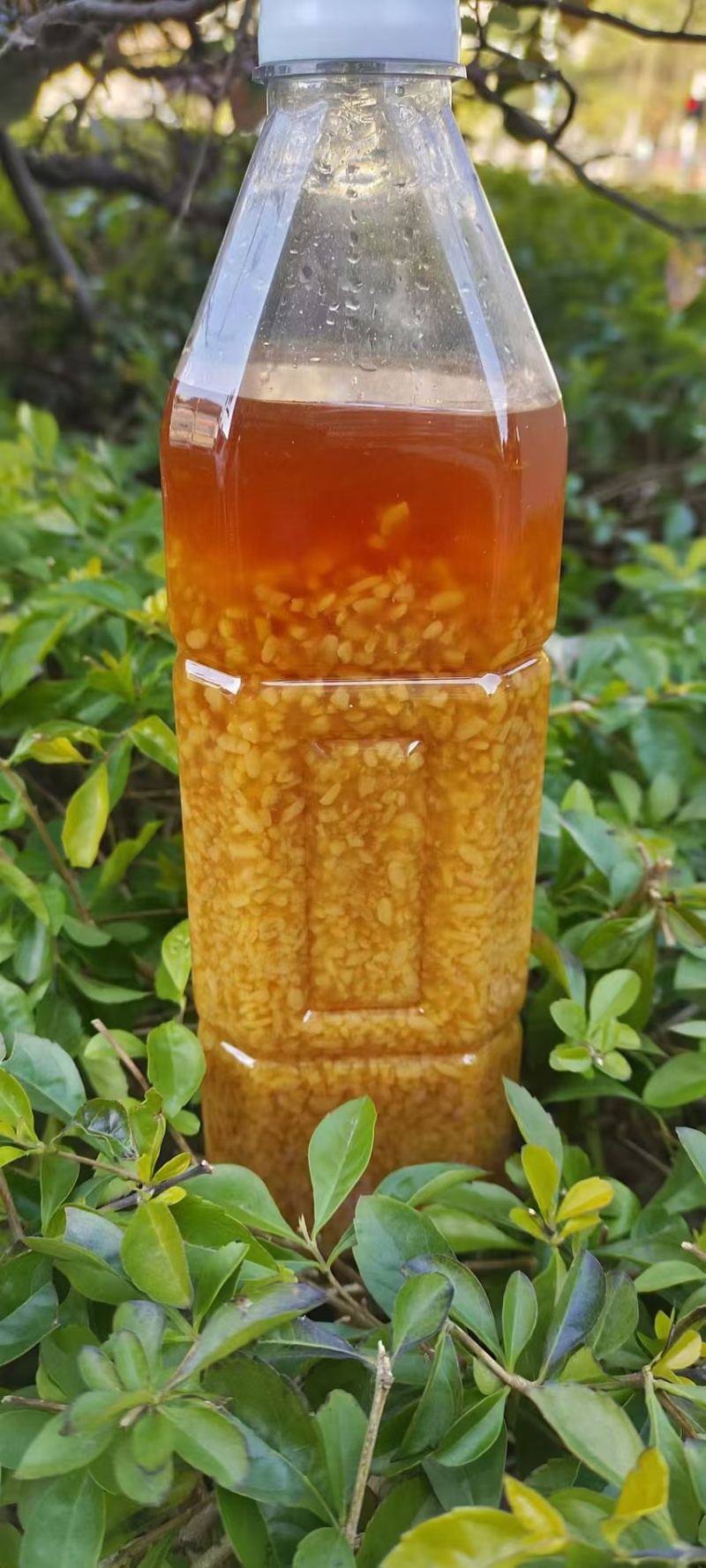 醪糟精选优质糯米火炙工艺现货，证件齐全