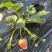 草莓盆栽带花带果发货